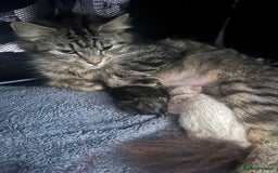 Ragdoll cats for sale: Beautiful ragdoll kittens - Image 5