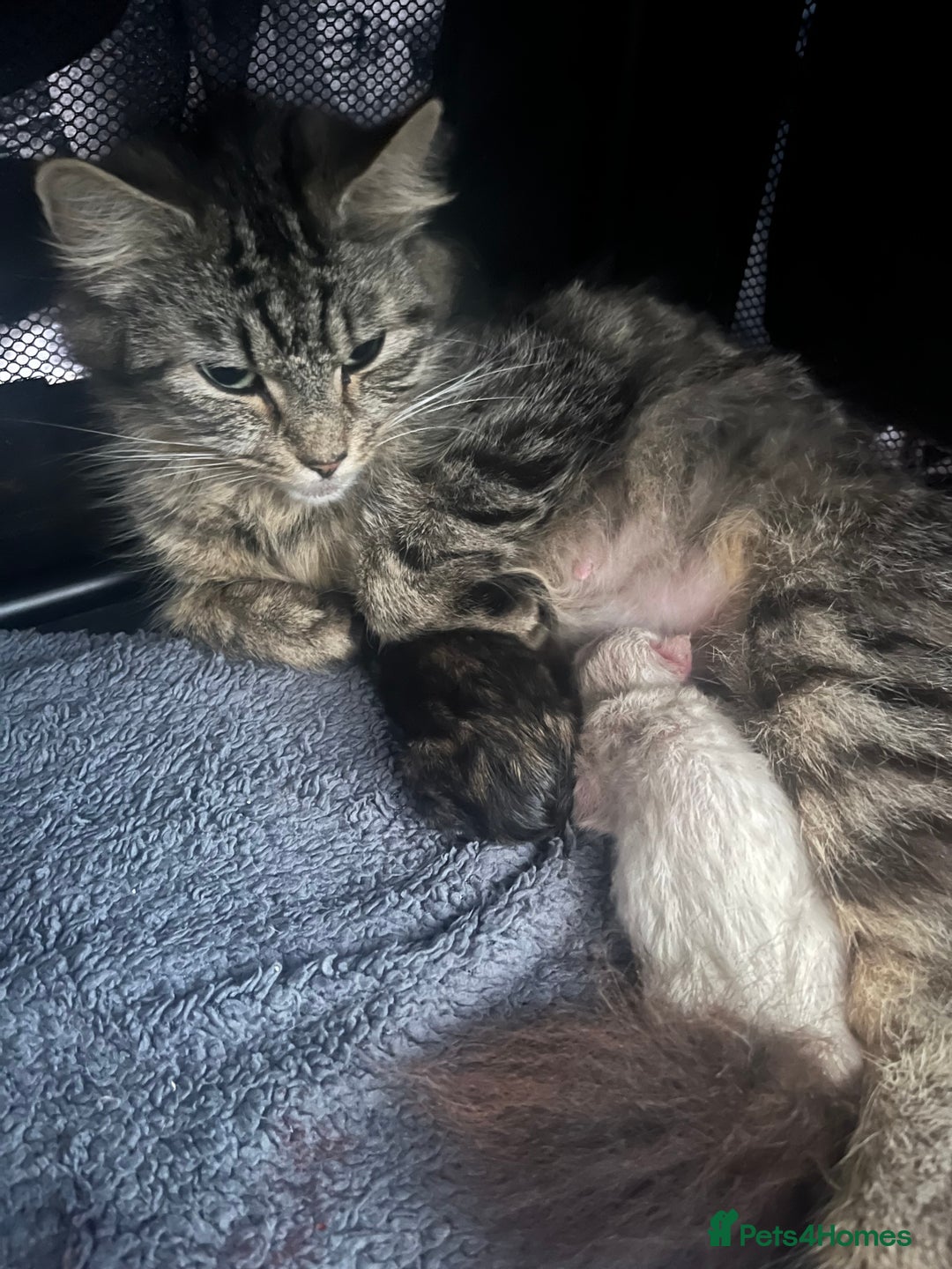 Ragdoll cats for sale: Beautiful ragdoll kittens - Image 5