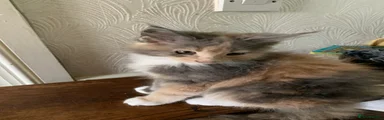 Maine Coon 4