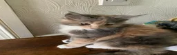 Maine Coon cats for sale: Maine Coon kittens,  - Advert 5