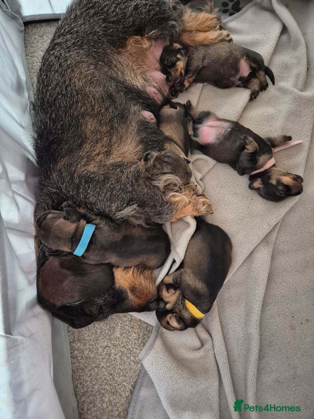 Miniature Dachshund dogs for sale: RKC mini wirehaired dachsund puppies  - Advert 2