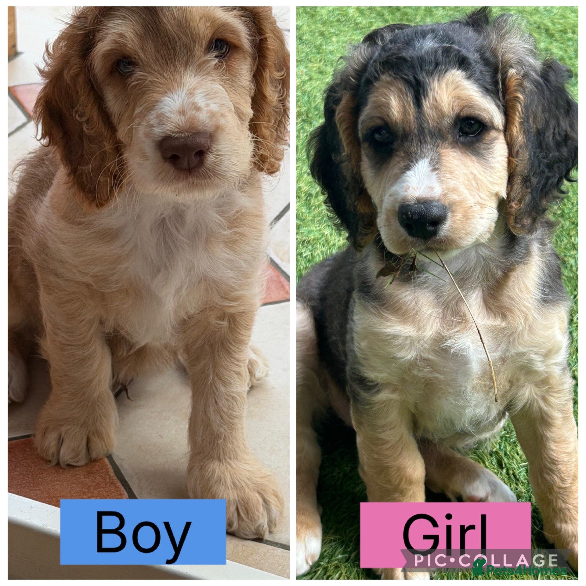 Cockapoo dogs Beautiful Cockapoo Puppies! last 2!  - Advert 17