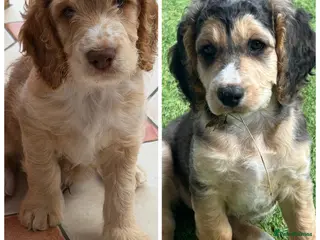 Cockapoo dogs Beautiful Cockapoo Puppies! last 2! - Advert 17