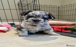 French Bulldog dogs for sale: Visual Fluffy French Bulldogs x 4 Male - Advert 1