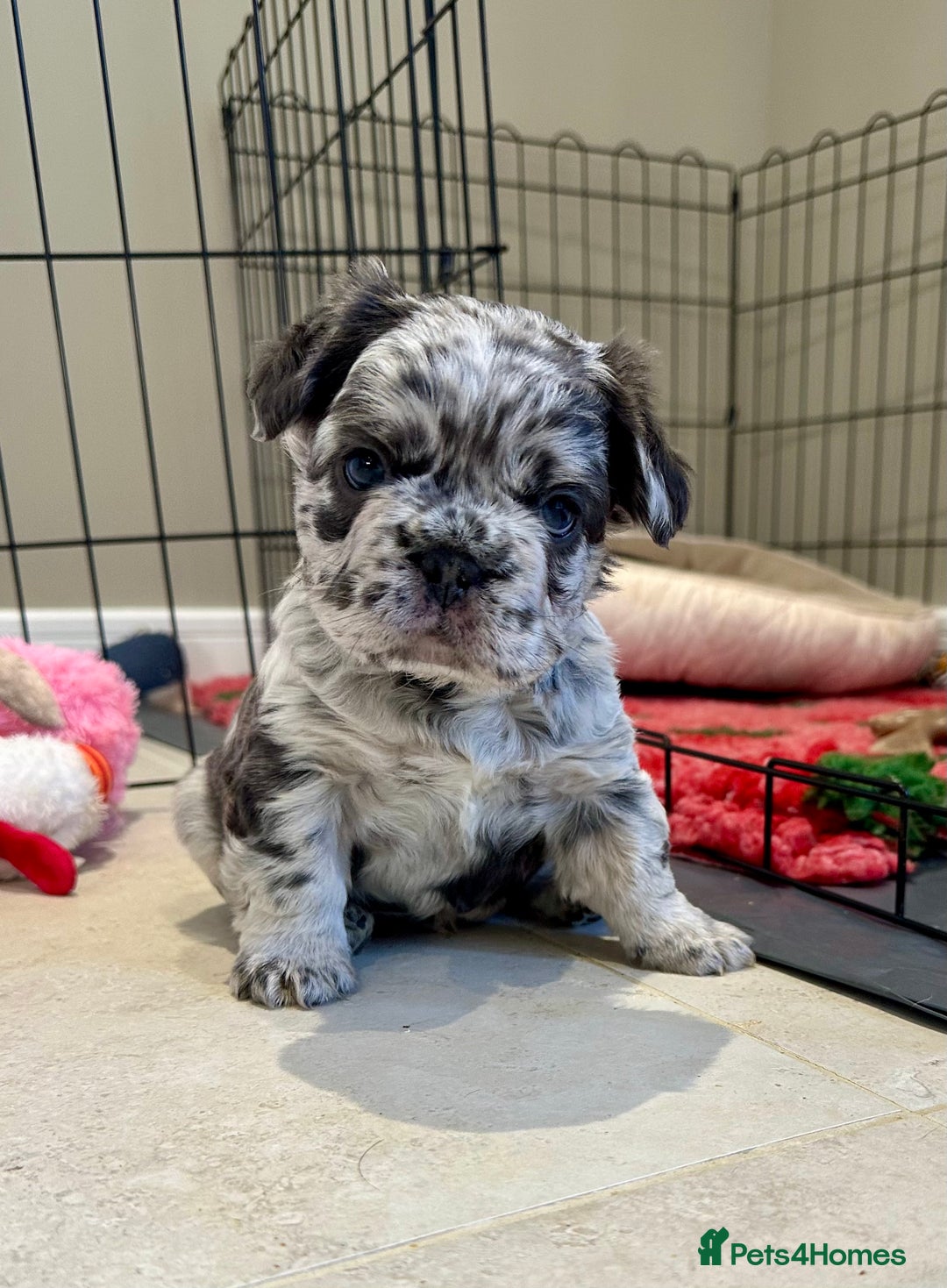 French Bulldog dogs for sale: Visual Fluffy French Bulldogs x 4 Male - Advert 1