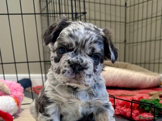 French Bulldog dogs Visual Fluffy French Bulldogs x 4 Male - Advert 1