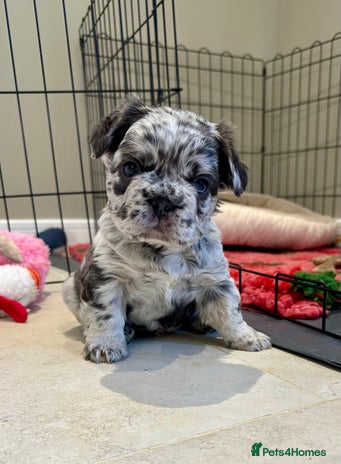 French Bulldog dogs Visual Fluffy French Bulldogs x 4 Male - Advert 1