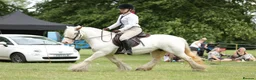 Irish Cob horses for sale: Big Betty in Huntingdon - Advert 22
