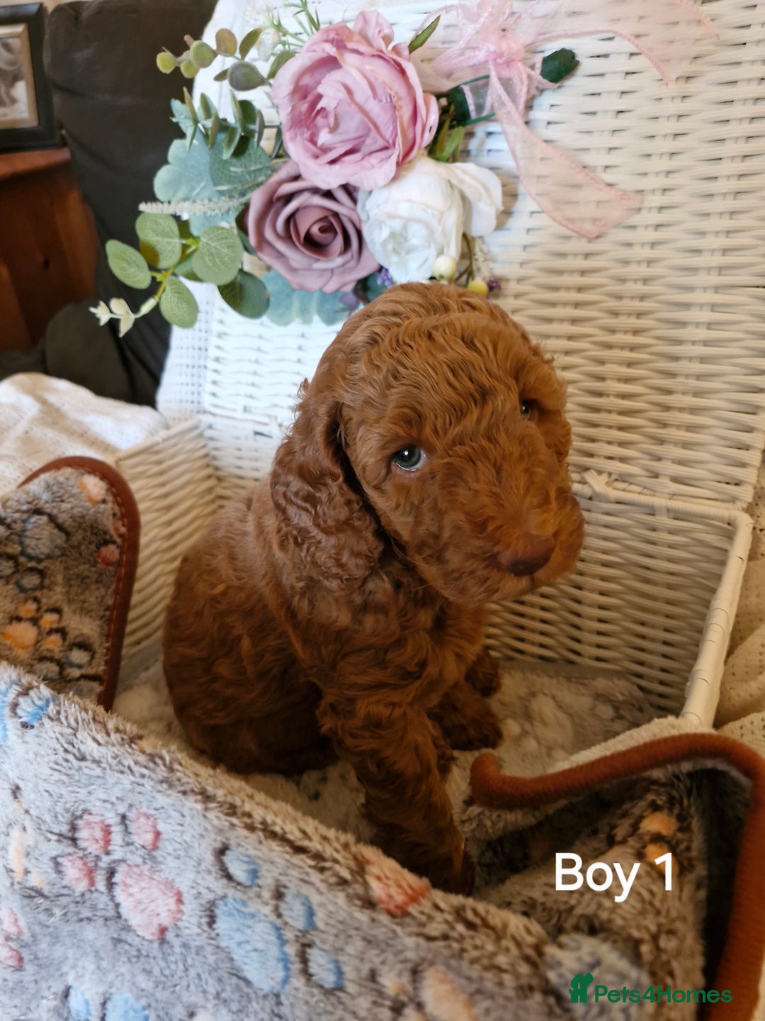 Mixed Breed dogs for sale: Adorable puppies ready from 22 12.25 - Advert 14