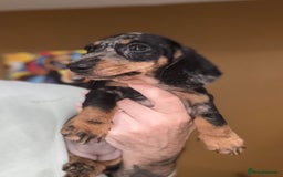 Miniature Dachshund dogs for sale: 🩷Stunning KC Mini Dachshund Puppies READY NOW  - Image 2