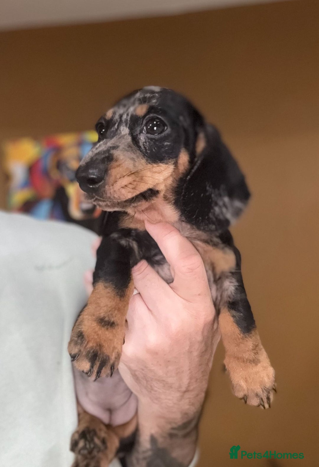 Miniature Dachshund dogs for sale: 🩷Stunning KC Mini Dachshund Puppies READY NOW  - Image 2