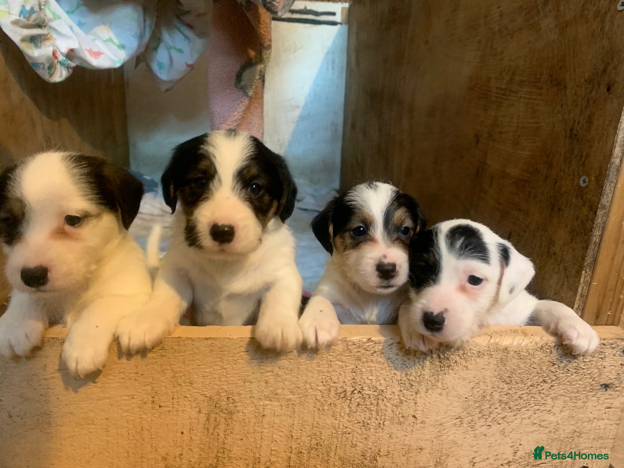 Mixed Breed dogs Ratting dogs …Sealyham terrier x Jack Russels  - Advert 2