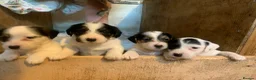 Mixed Breed dogs for sale: Ratting dogs …Sealyham terrier x Jack Russels  in Doncaster - Advert 1