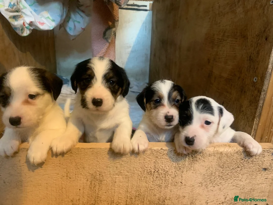 Mixed Breed dogs for sale: Ratting dogs …Sealyham terrier x Jack Russels  in Doncaster - Advert 1