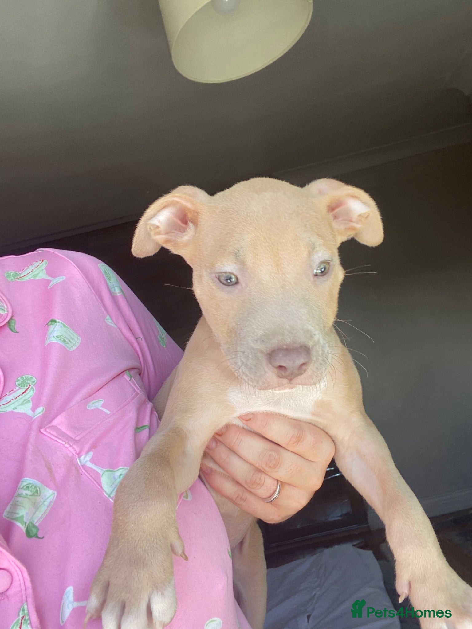 American Bully dogs ❗️1 LEFT❗️READY TO LEAVE NOW❗️ - Advert 3