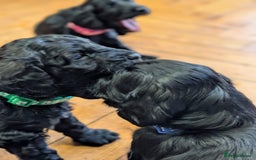 Cockapoo dogs for sale: ✨ F2 Cockapoo Puppies – Ready mid Nov ✨ - Image 10