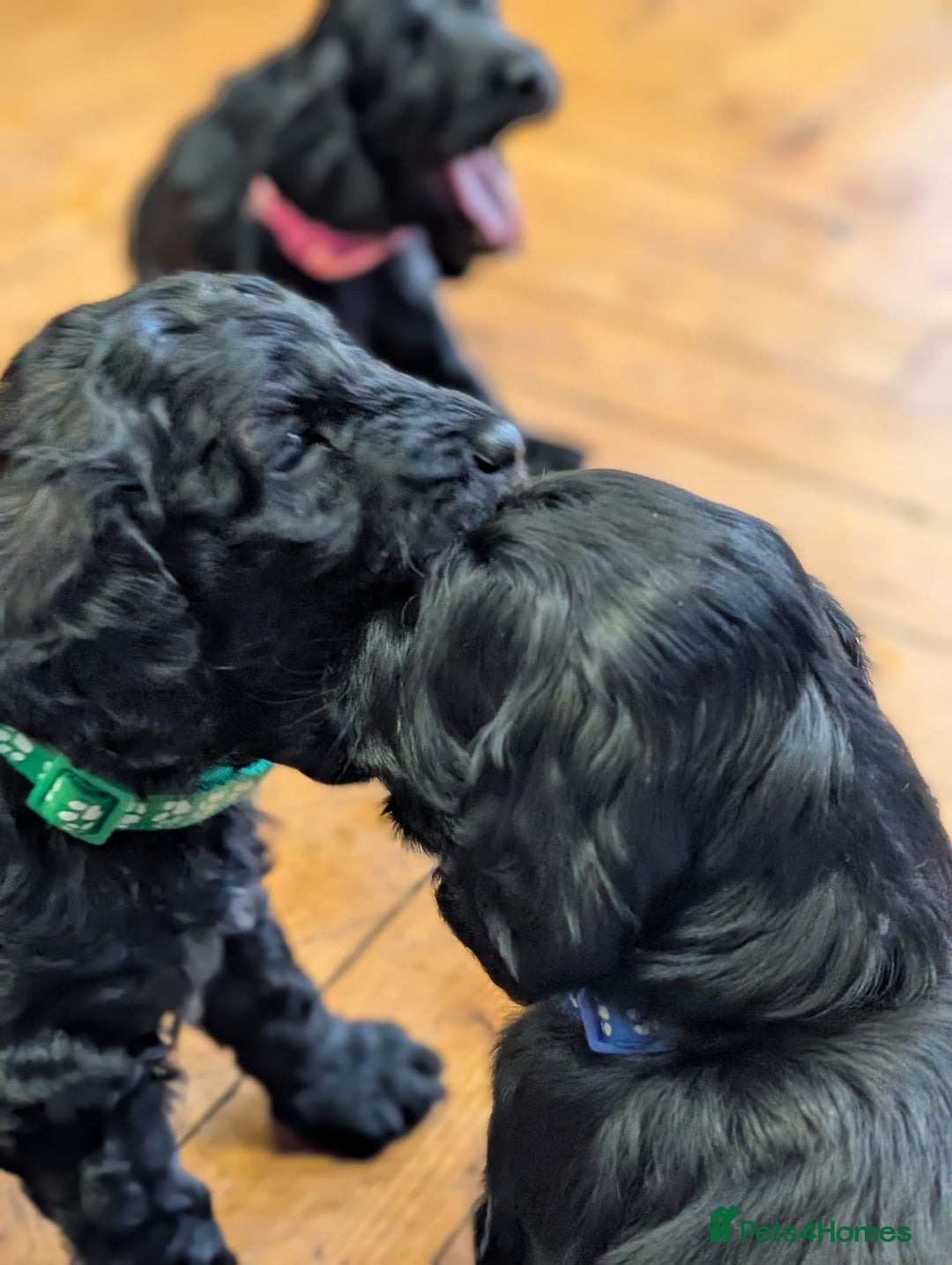 Cockapoo dogs for sale: ✨ F2 Cockapoo Puppies – Ready mid Nov ✨ - Image 10