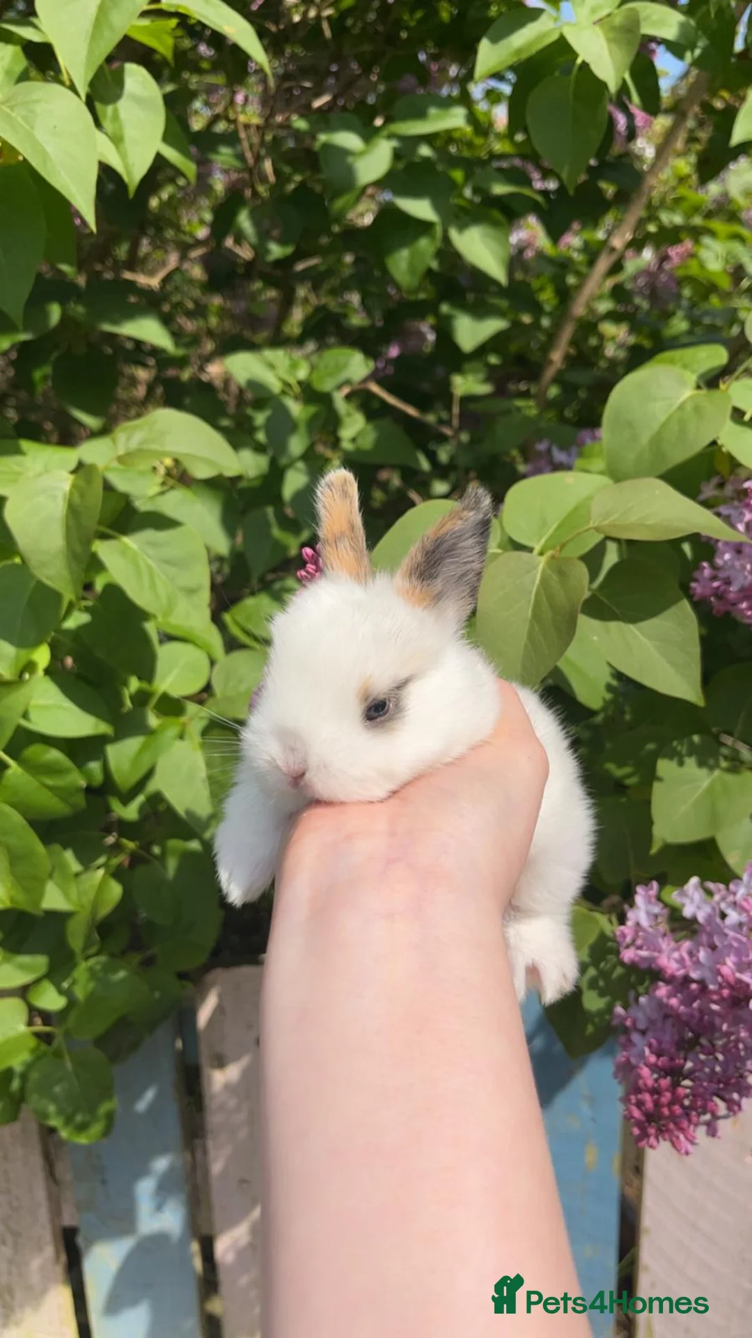 Mixed Breed rabbits for sale: Baby rabbits lion head mixed with mini lop - Advert 1
