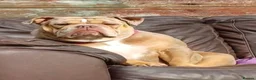 English Bulldog dogs for sale: New English bulldog  - Advert 10