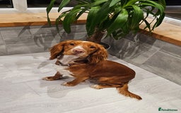 Cocker Spaniel dogs for sale: Working cocker puppies - Image 7