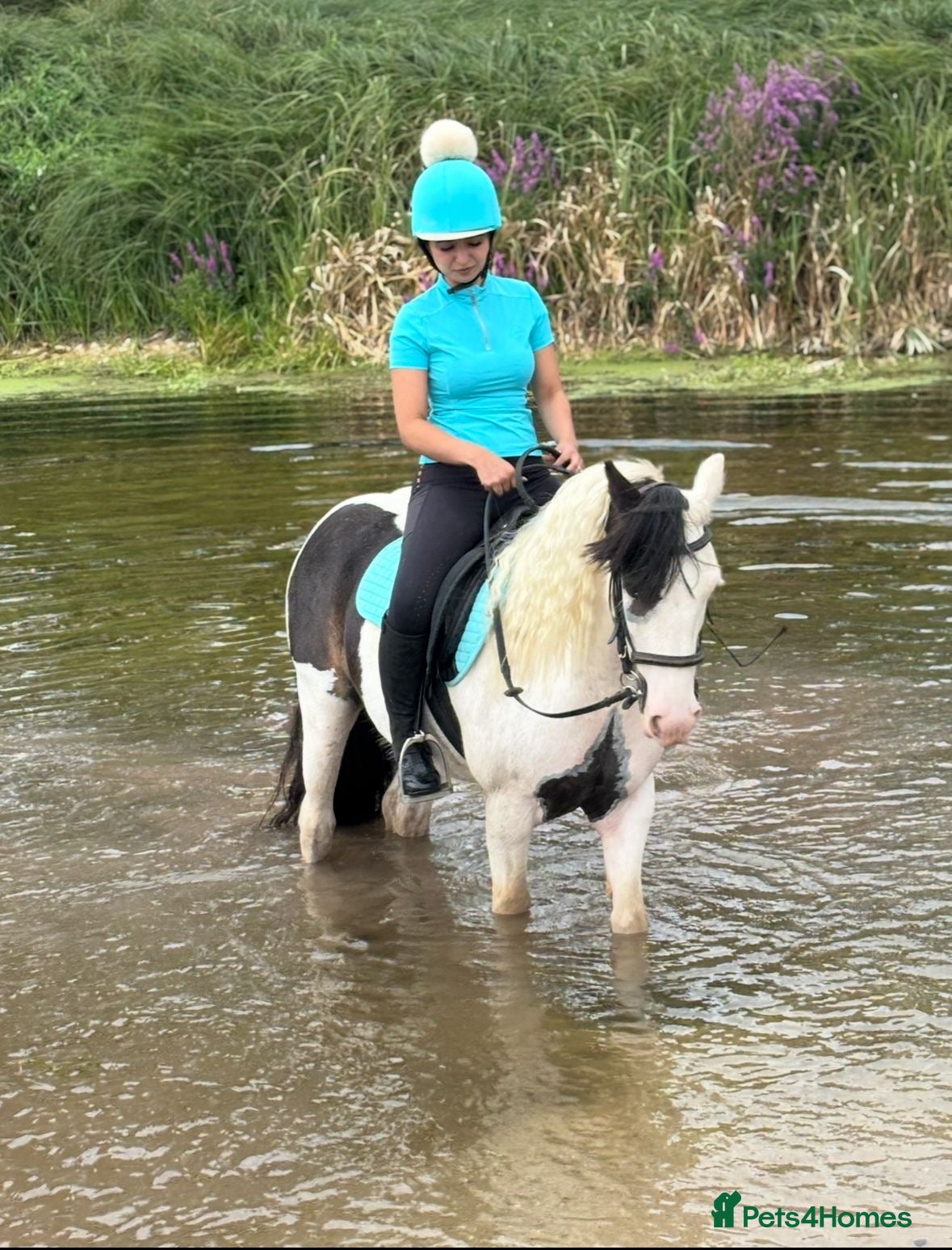 Paint horses Foot perfect pony  - Advert 2