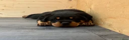 Rottweiler dogs for sale: Champion German Rottweiler Puppies - Advert 6