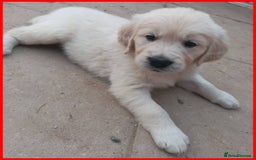 Golden Retriever dogs for sale:  KC Golden Retriever puppies - Image 29