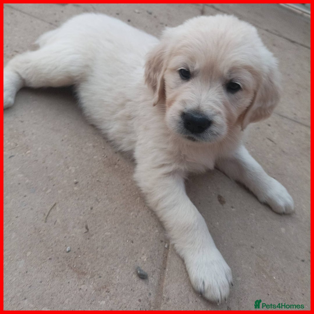Golden Retriever dogs for sale:  KC Golden Retriever puppies - Image 29