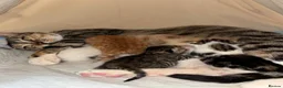Domestic Shorthair cats for sale: Adorable playful kittens ready for loving homes! - Advert 1
