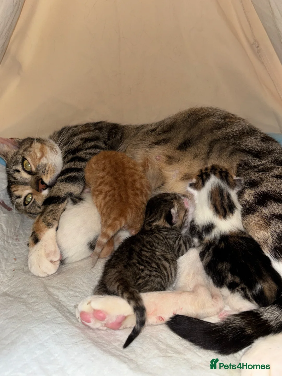Domestic Shorthair cats for sale: Adorable playful kittens ready for loving homes! - Advert 1