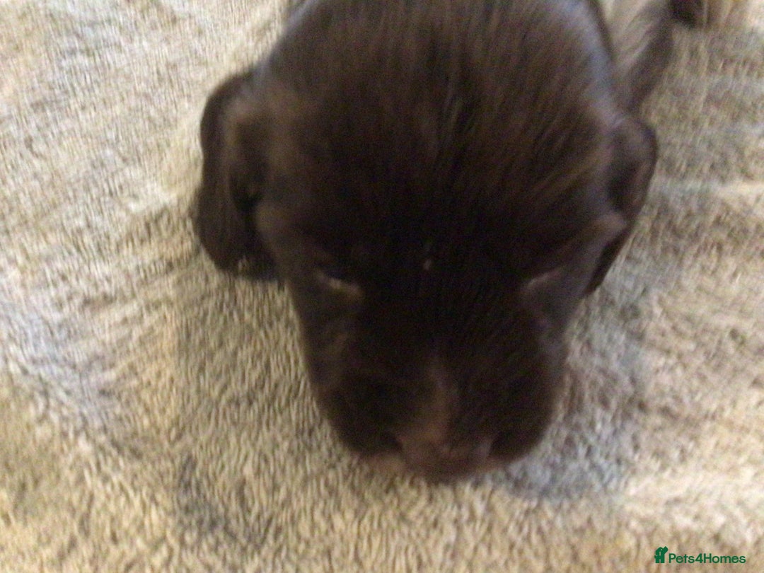 English Springer Spaniel dogs for sale: English Springer Spaniel Puppies KC Registered - Image 14