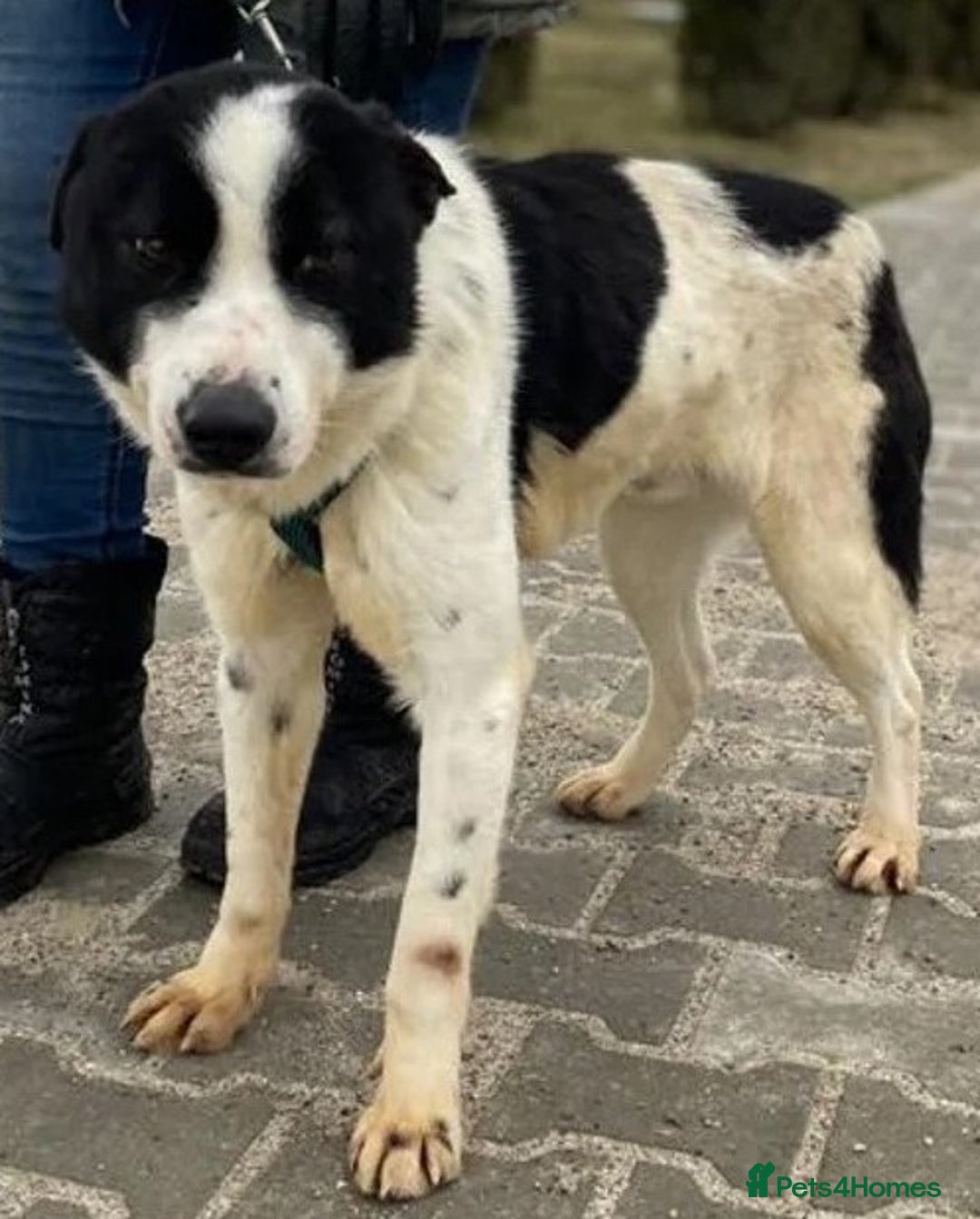 Mixed Breed dogs for adoption: 🐾 Meet MARLEY 🐾 - a Lovely Boy for a Loving Home - Advert 3