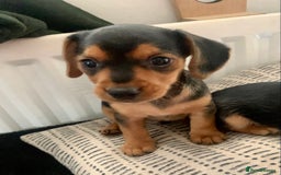 Mixed Breed dogs for sale: Miniature Dacshund/Miniature Yorkie ❤️❤️❤️ - Image 3