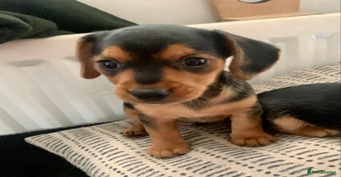 Mixed Breed dogs - Advert 10