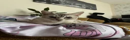Bengal cats for stud: Female in Peterborough - Advert 2