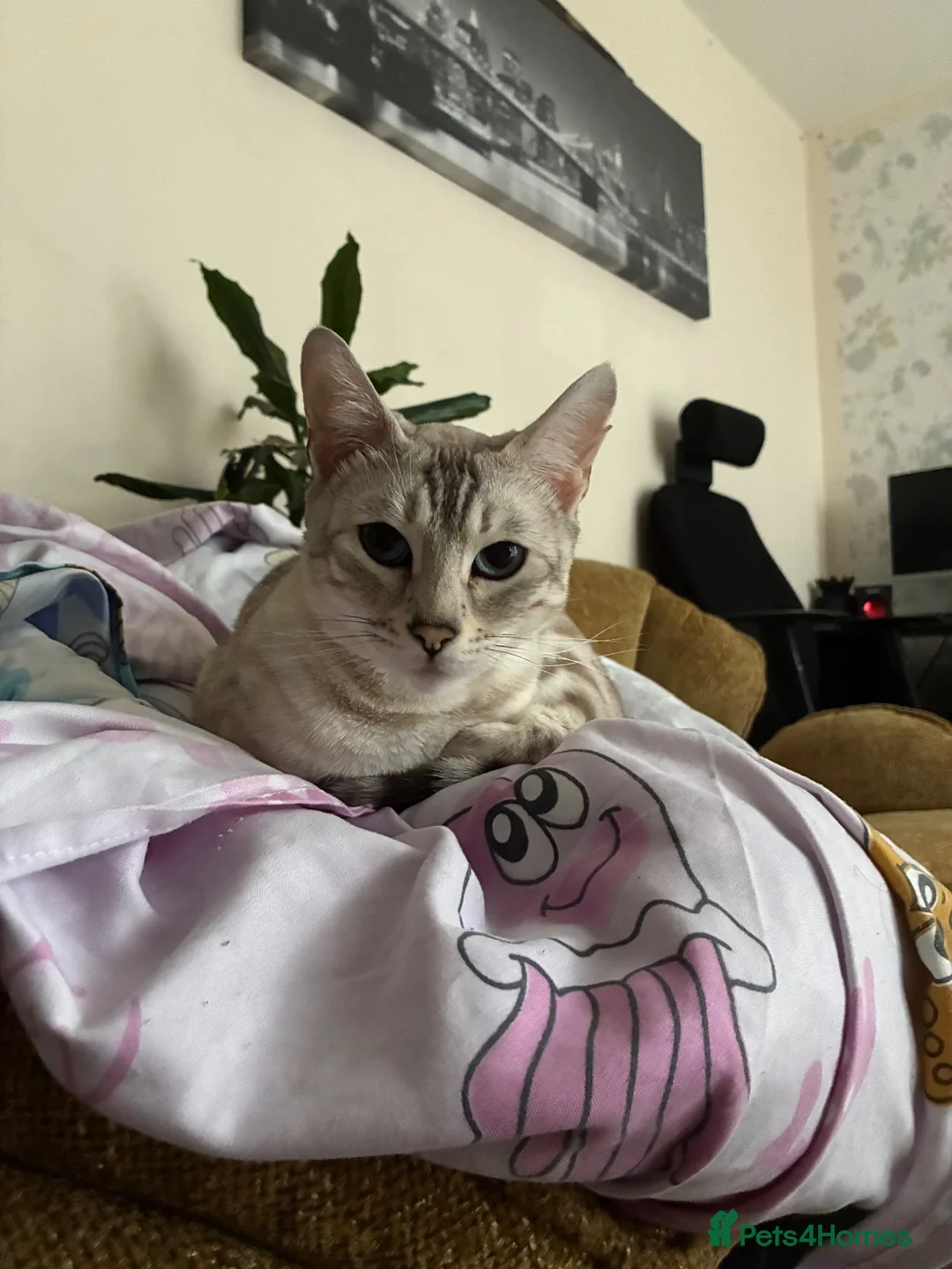 Bengal cats for stud: Female in Peterborough - Advert 2