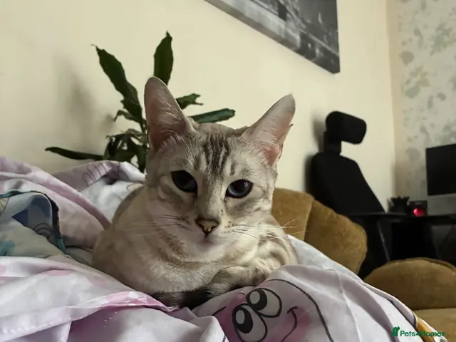 Bengal cats for stud: Female - Advert 2