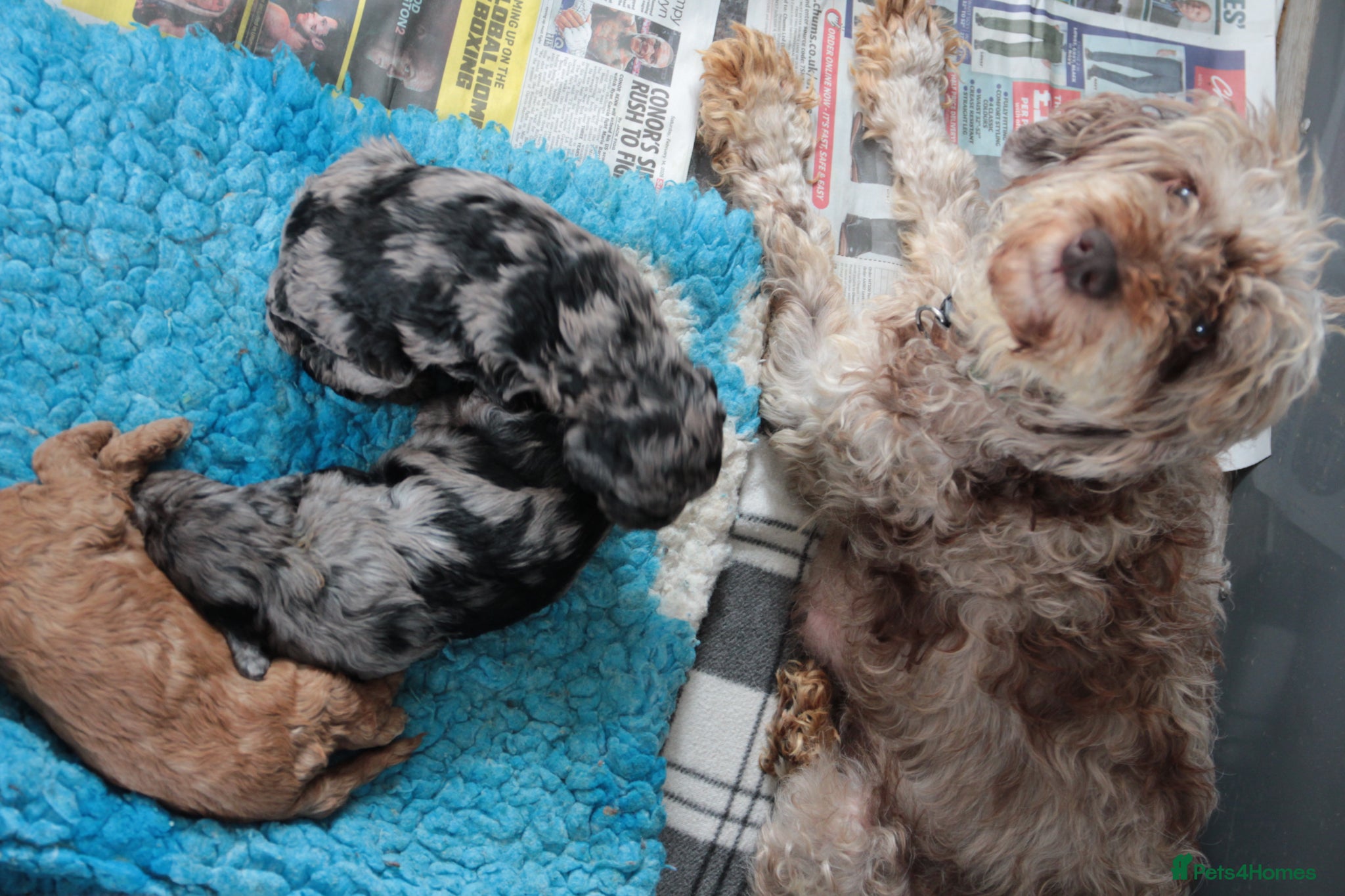 Cockapoo dogs F1b health tested cockapoo babies  - Advert 7