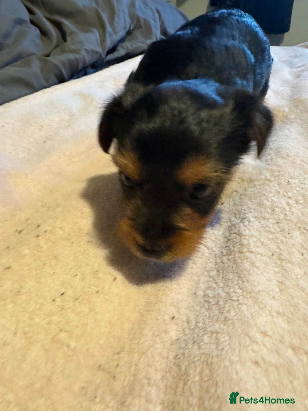 Yorkshire Terrier dogs for sale: Two gorgeous Yorkshire terrier puppies - Advert 4