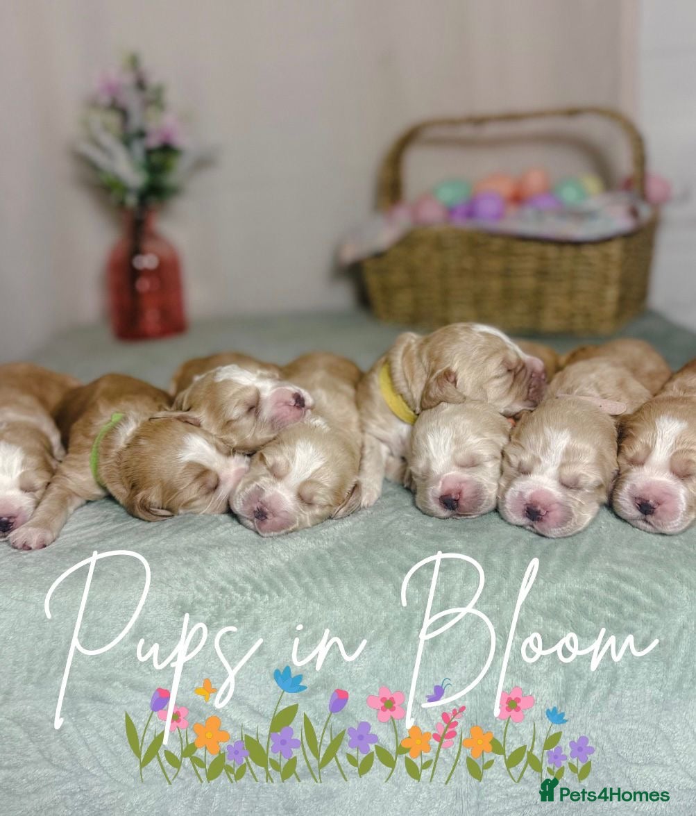 Cocker Spaniel dogs KC registered golden working cocker spaniel pups - Advert 15