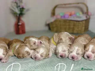 Cocker Spaniel dogs KC registered golden working cocker spaniel pups - Advert 15