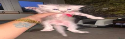Maine Coon cats for sale: 🐾 Beautiful Maine Coon Kittens  - Advert 27