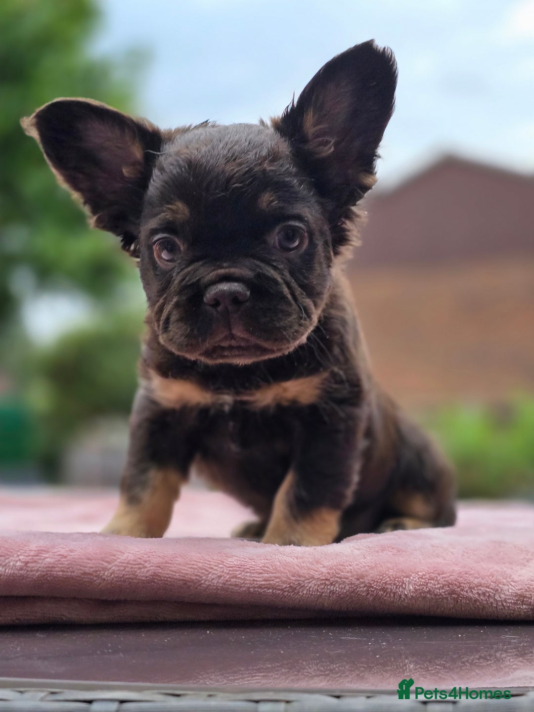 French Bulldog dogs for sale: Fluffy french bulldogs carrying Pink - Image 9