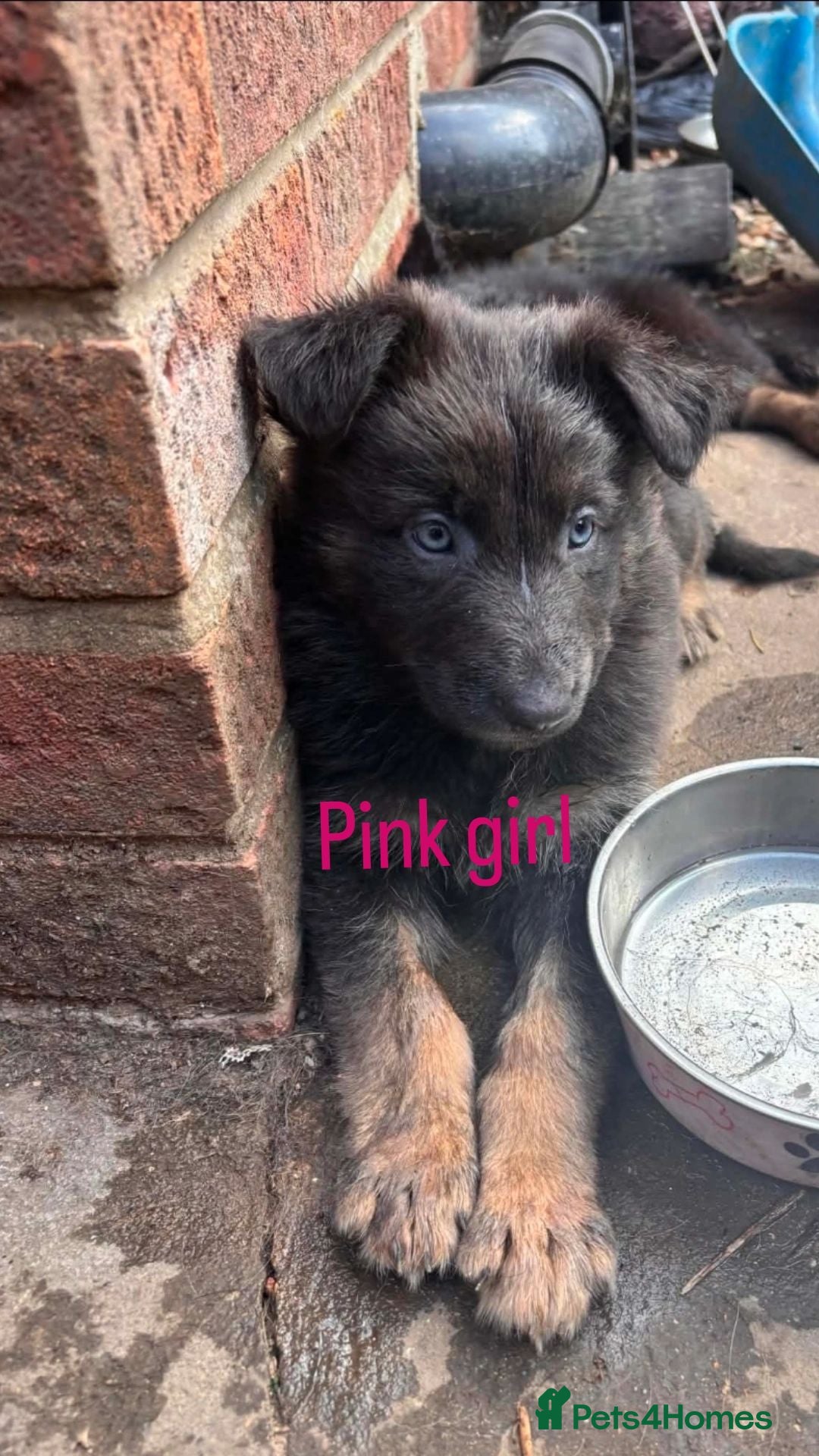 German Shepherd dogs Ready next wknd! gorgeous german shepherd pups🐾 - Advert 2