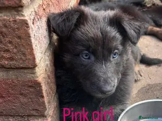 German Shepherd dogs Ready next wknd! gorgeous german shepherd pups🐾 - Advert 2