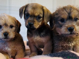 Mixed Breed dogs Stunning Norfolk x scruffy Jrt - Advert 1