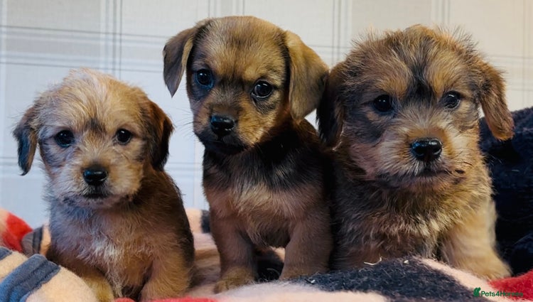 Mixed Breed dogs Stunning Norfolk x scruffy Jrt - Advert 2