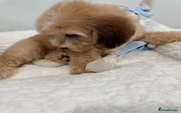 Cockapoo dogs for sale: Stunning sable, roan, parti f1. Full dna clear  - Image 12