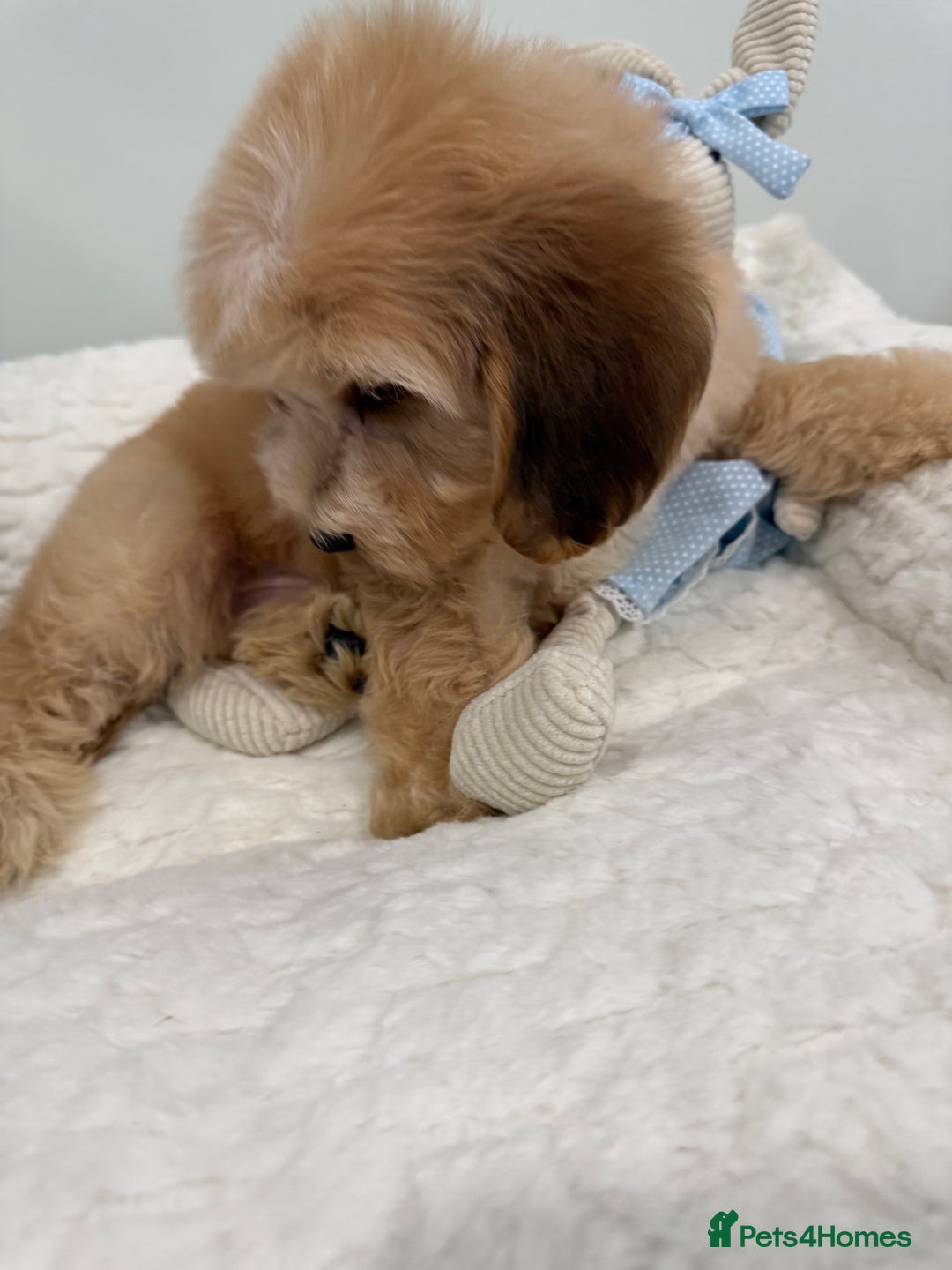 Cockapoo dogs for sale: Stunning sable, roan, parti f1. Full dna clear  - Image 12