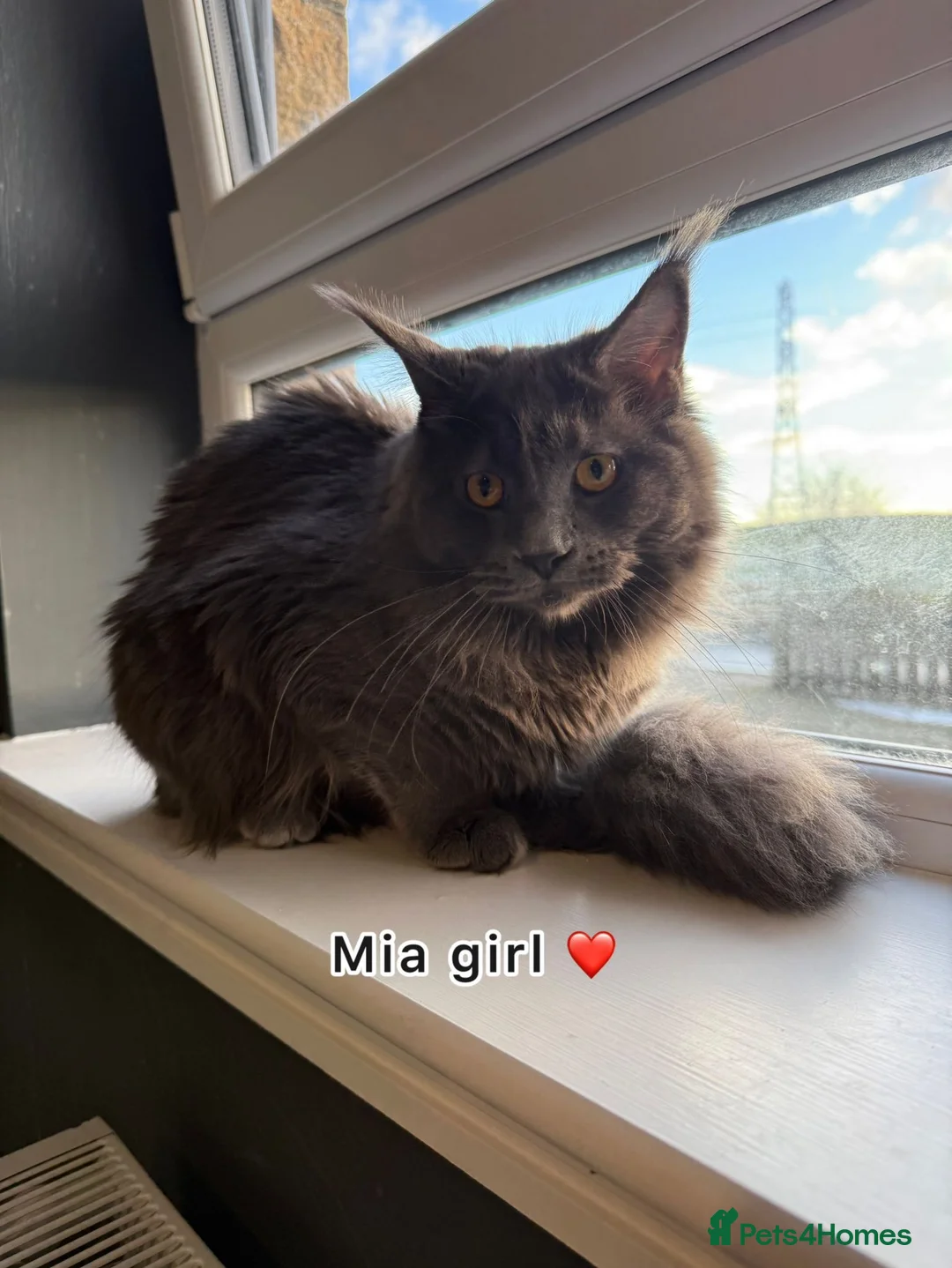 Ragdoll cats for sale: 🌟 Beautiful Pedigree Cats Looking for Loving Home - Advert 6